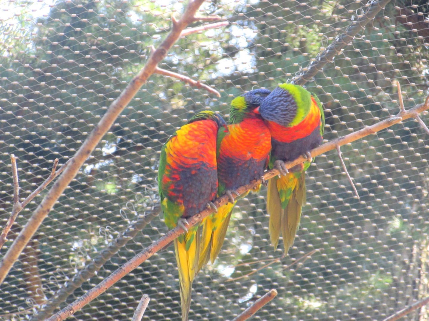 Parrots in the walktrough aviary (2) - July/2017