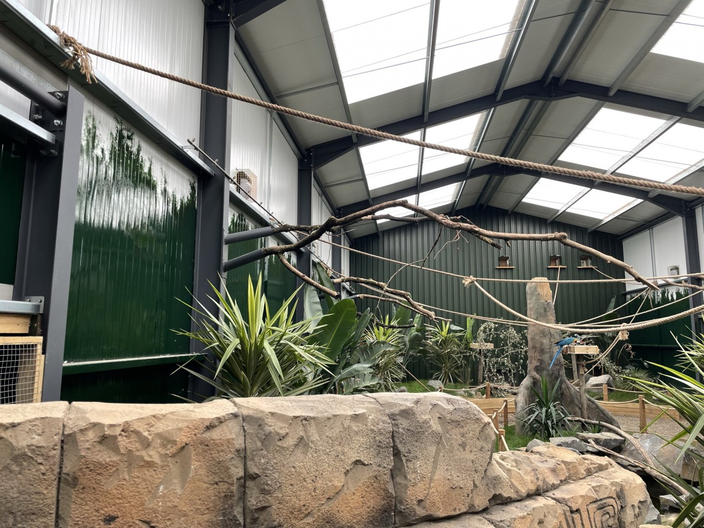 Parrots of the World