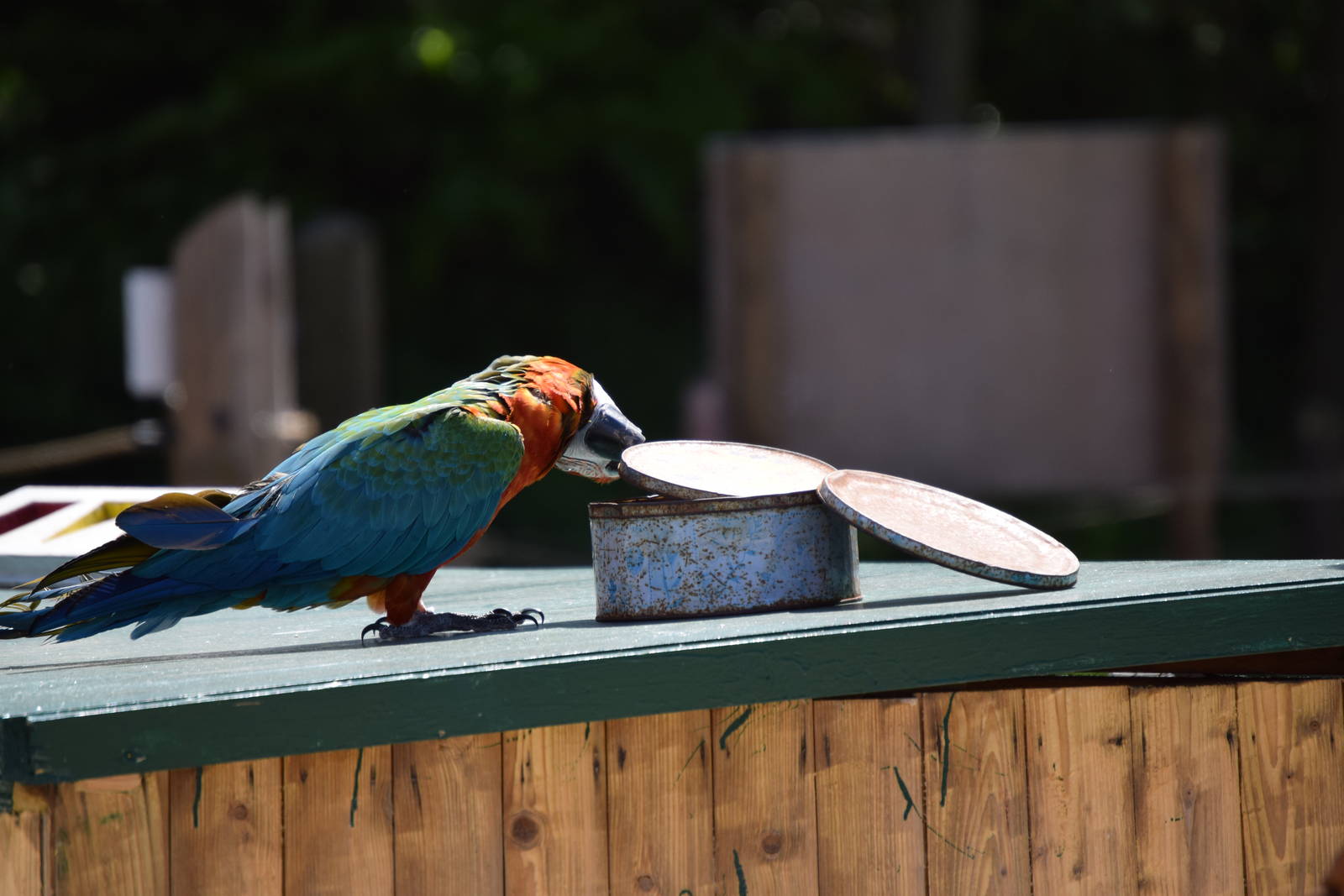Parrots opening tins