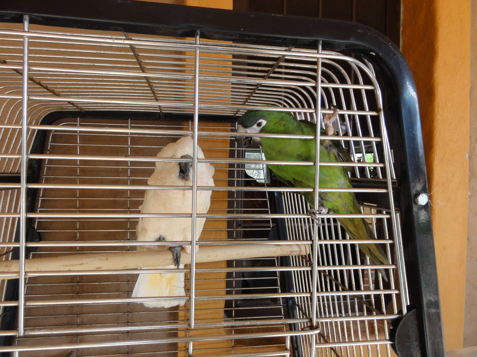 Parrots outside shop