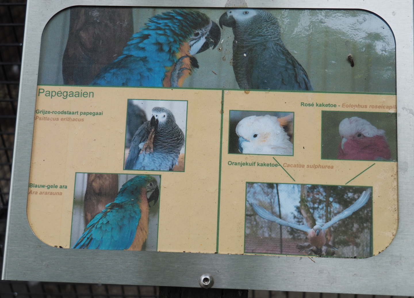 Parrots sign, 2019-05-25