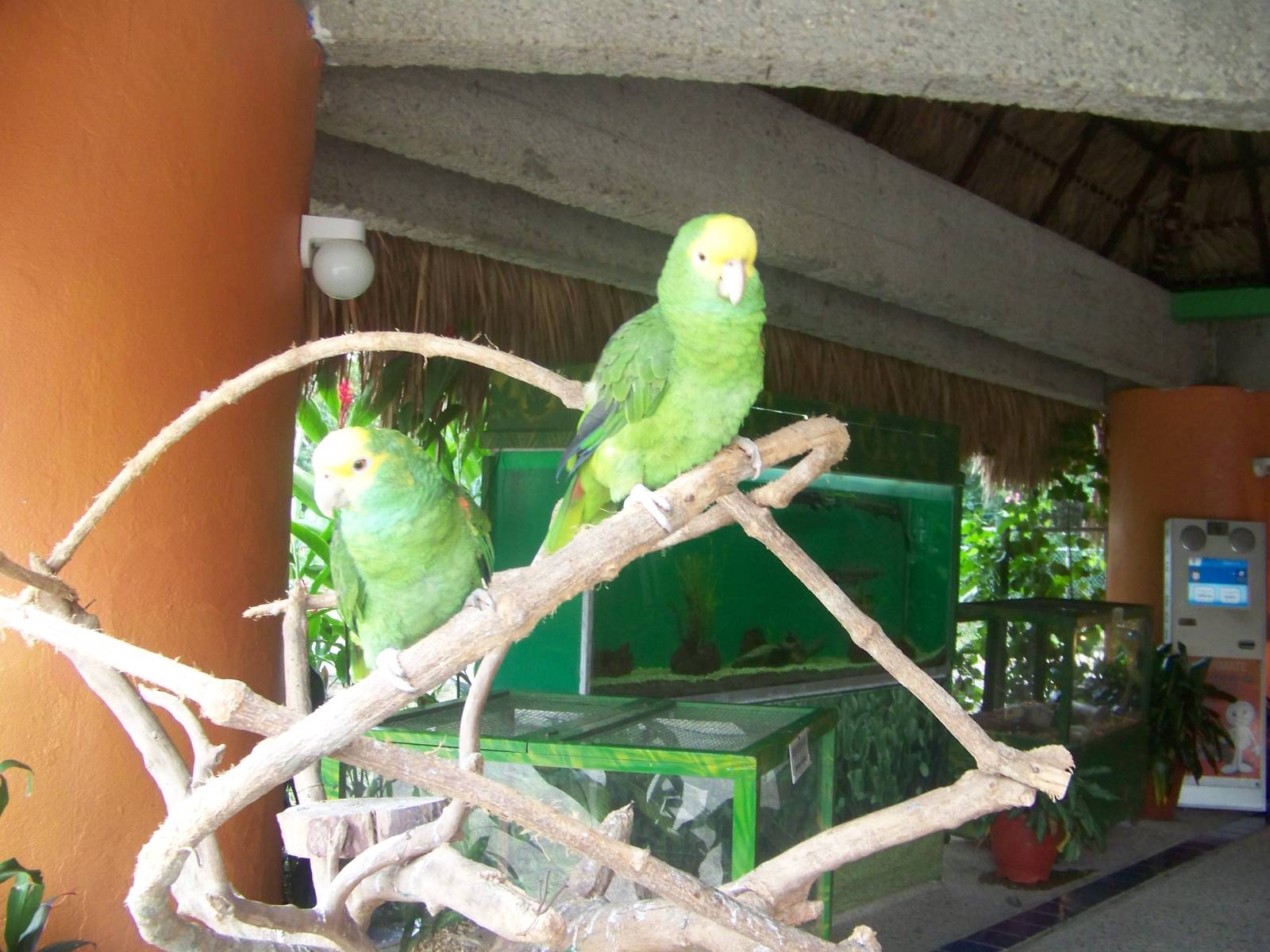 Parrots