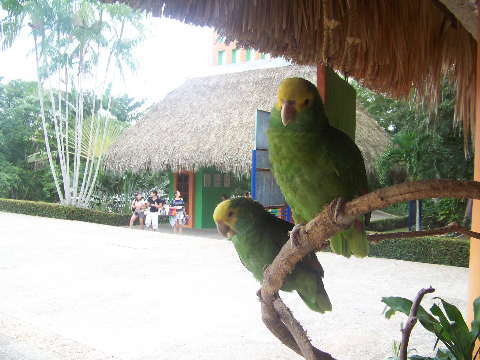 Parrots