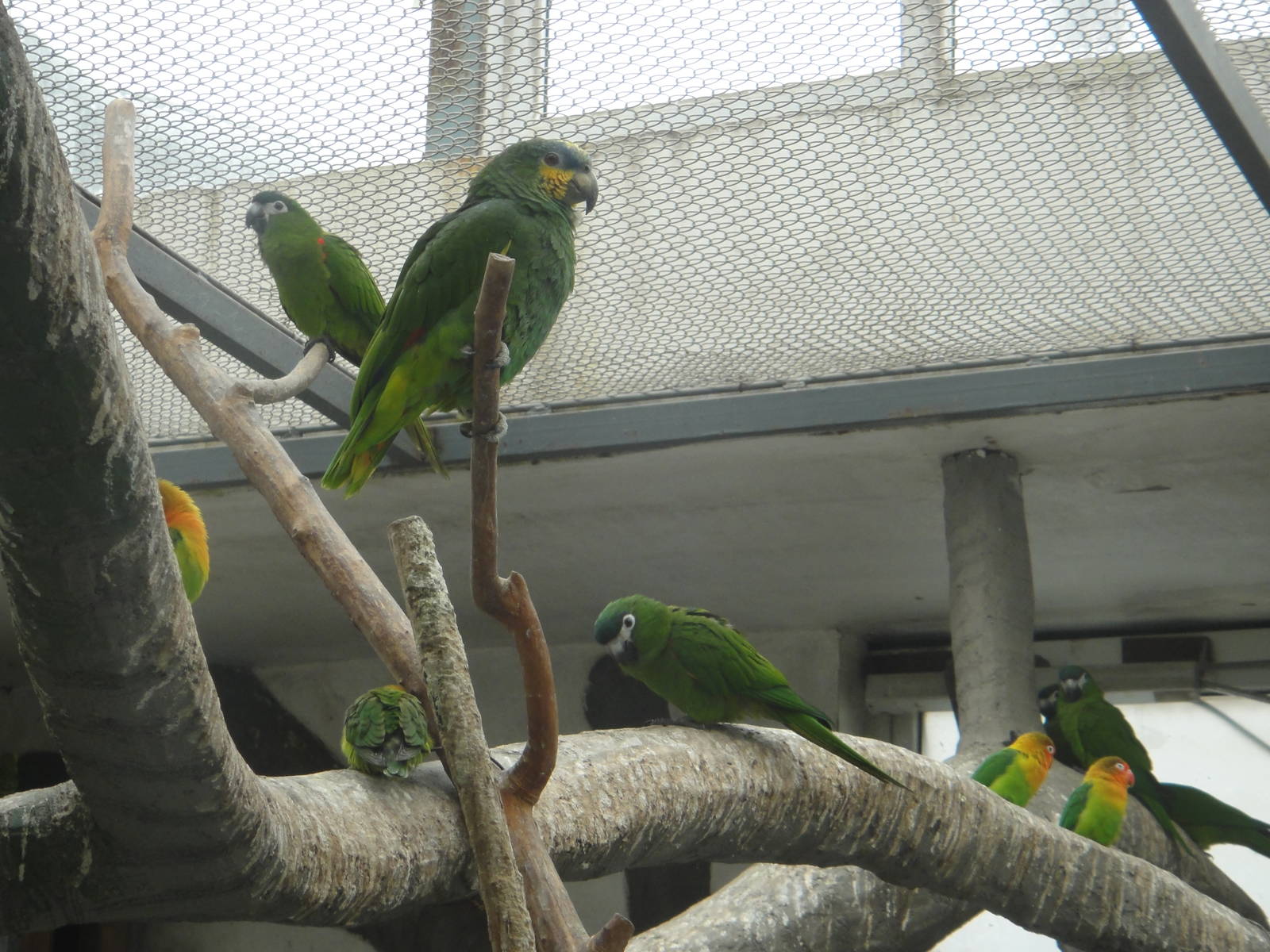 Parrots