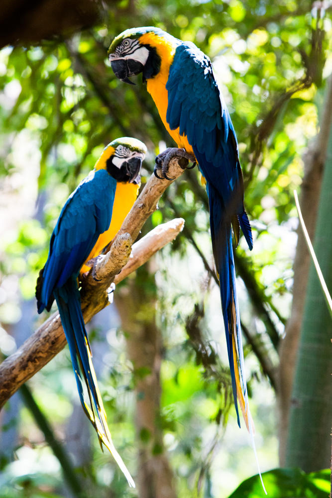 Parrots