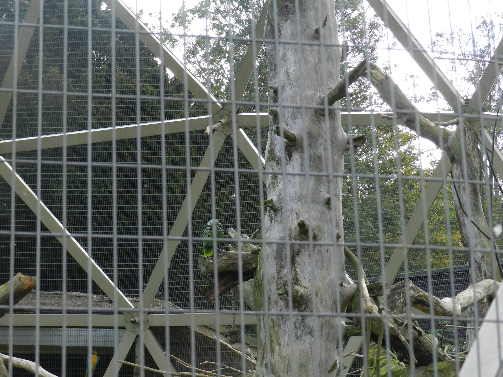 Parrotspere at Flamingo Land - 14/10/2012