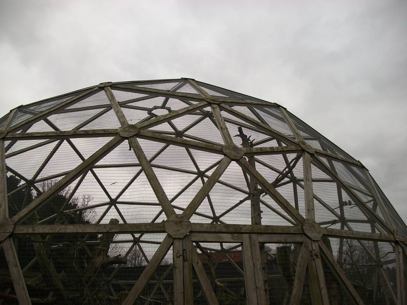 Parrotsphere close-up 22nd February 2013