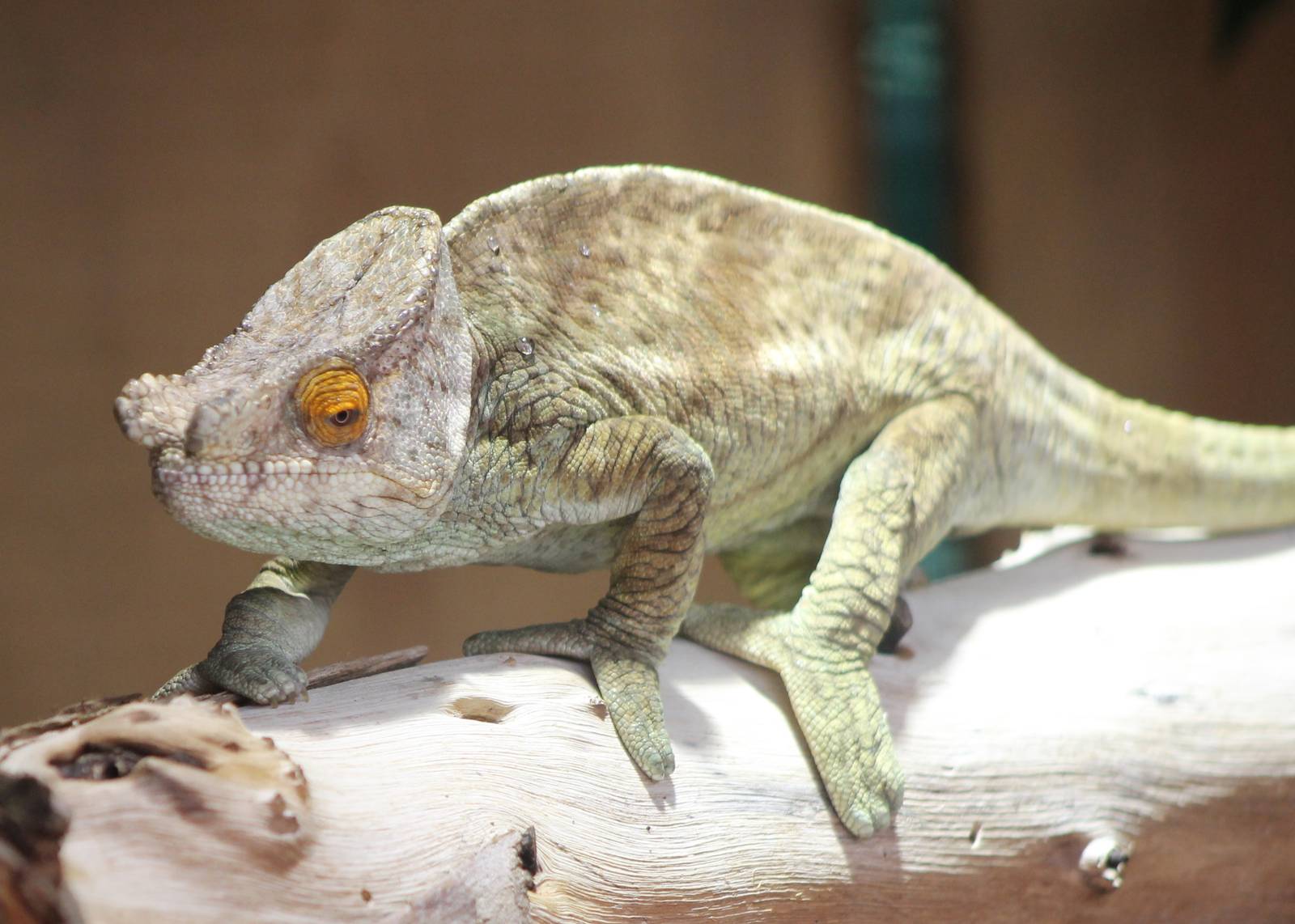 Parson chameleon