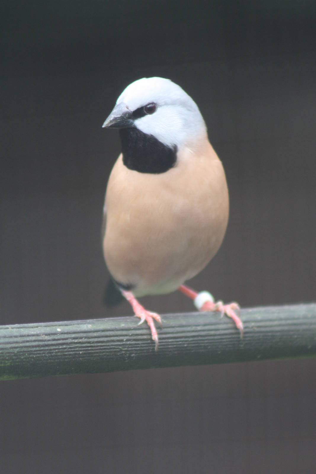 Parson Finch, 16th October 2014