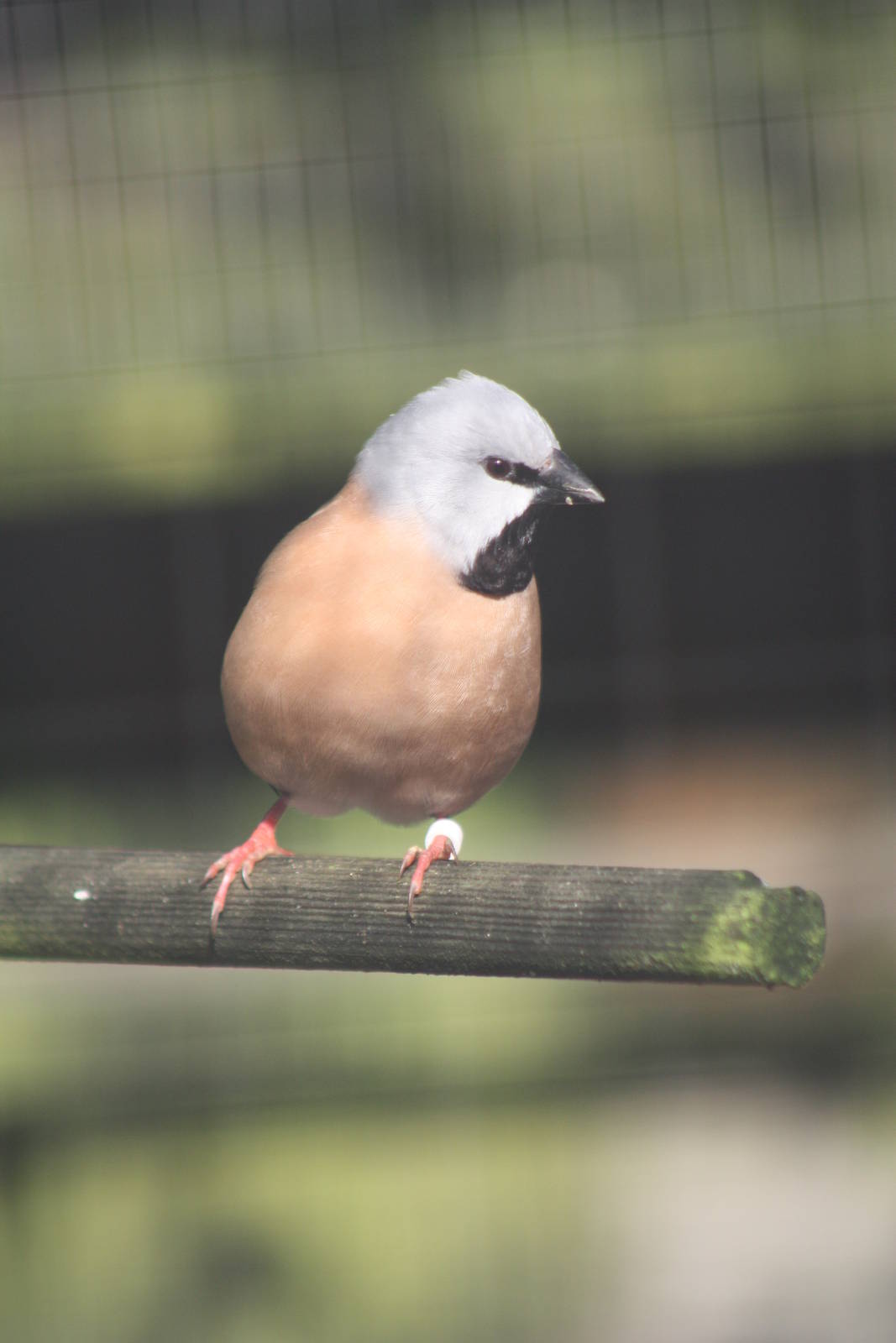 Parson Finch, 16th October 2014