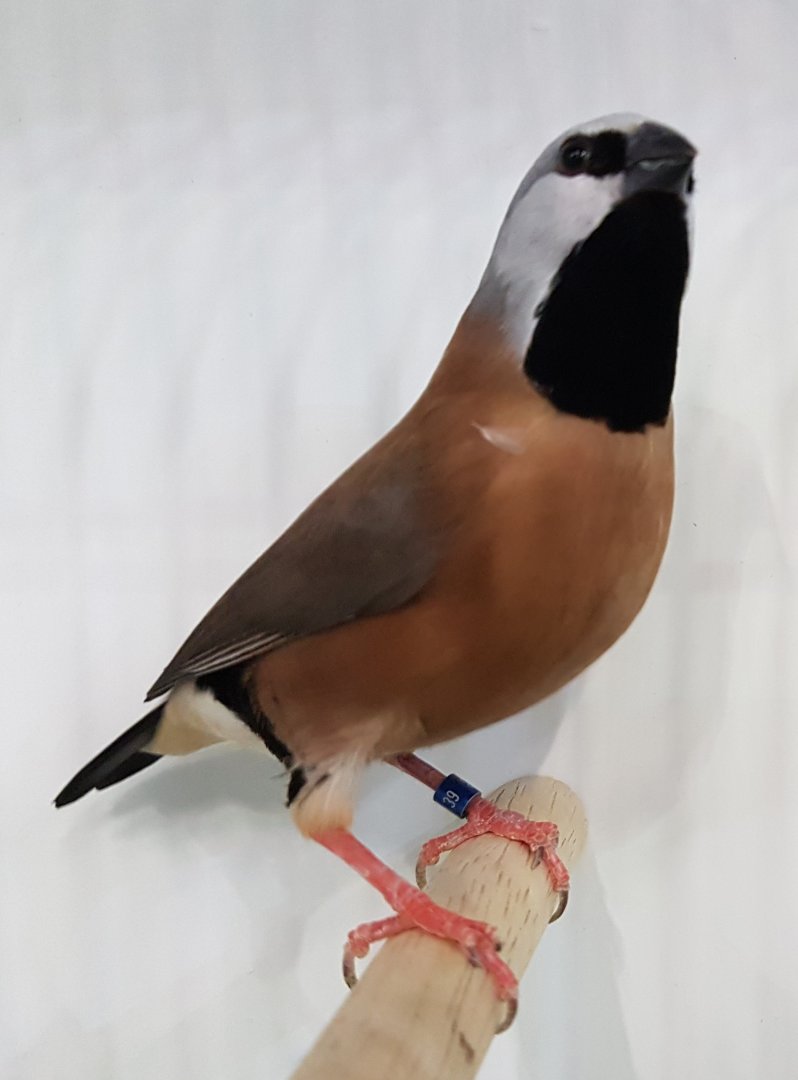 Parson finch - Poephila cincta