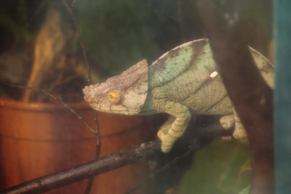 Parsons Chameleon - 20/03/2011