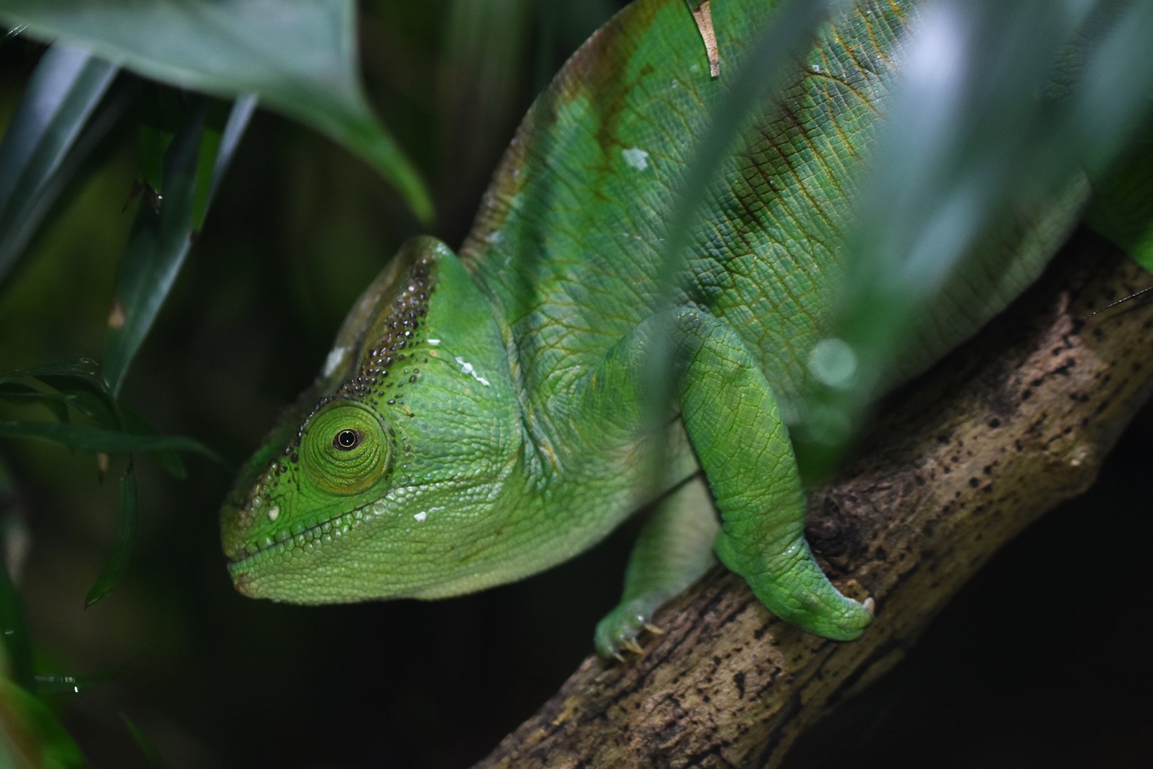 Parson's chaemeleon (Calumna parsoni)