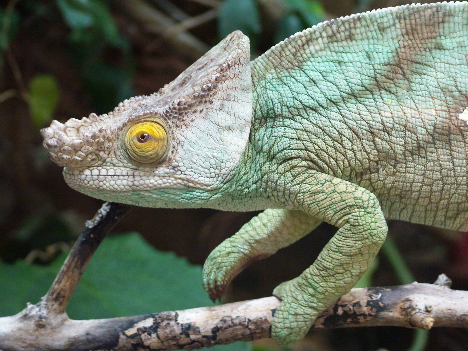 Parson's Chamaeleon at Chester, 15/07/12