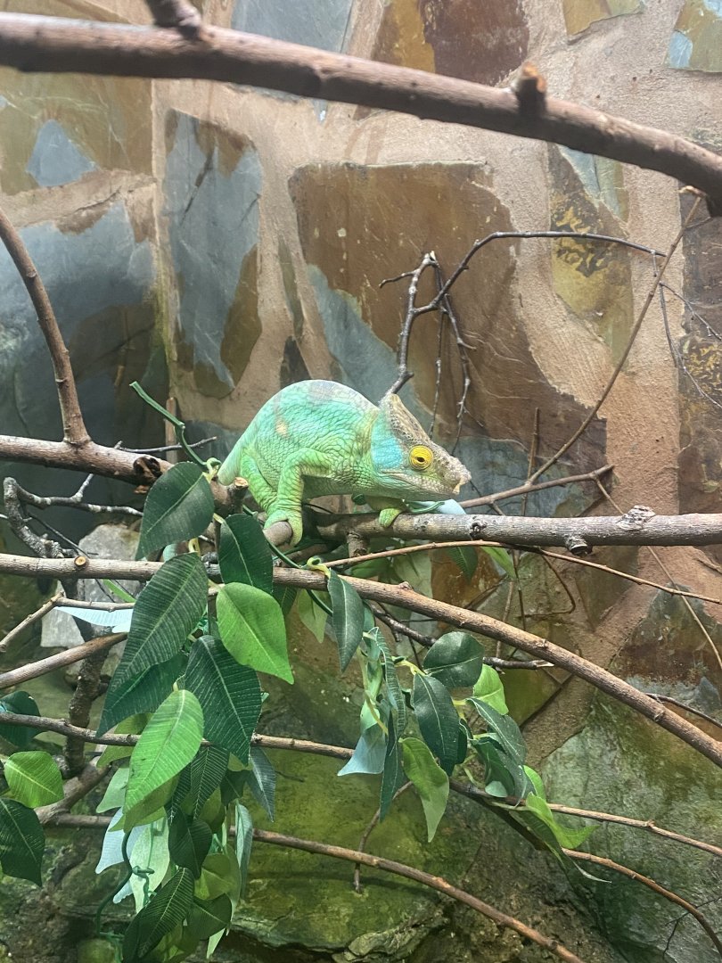 Parson’s chameleon 040324