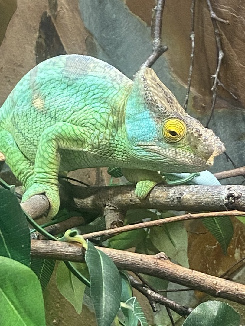 Parson’s chameleon 040324