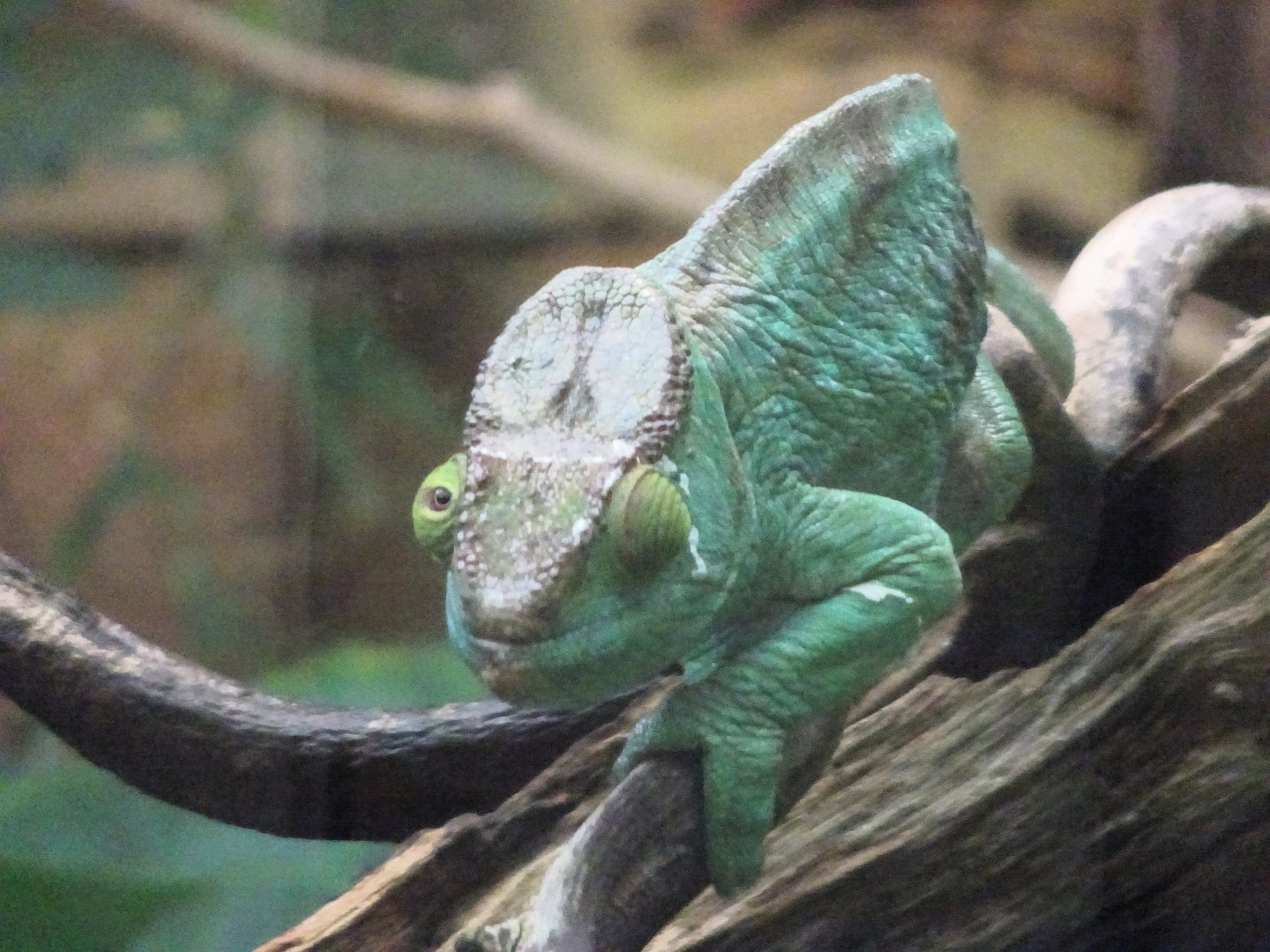 Parson's Chameleon  23 August 2025