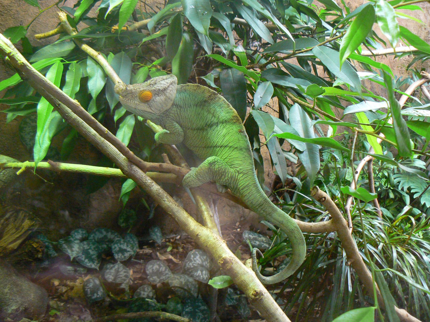 Parson's Chameleon - 6 July 2018