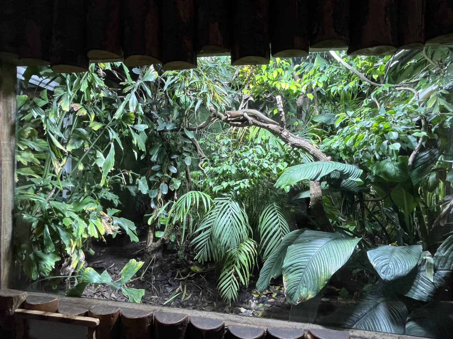 Parson’s chameleon and Southeastern girdled lizard enclosure 29.6.24