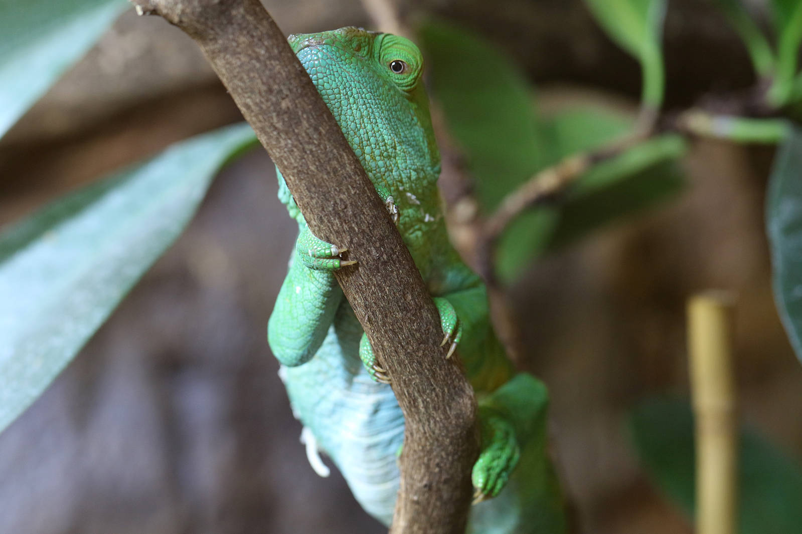 Parson's Chameleon at Chester 14/02/2016