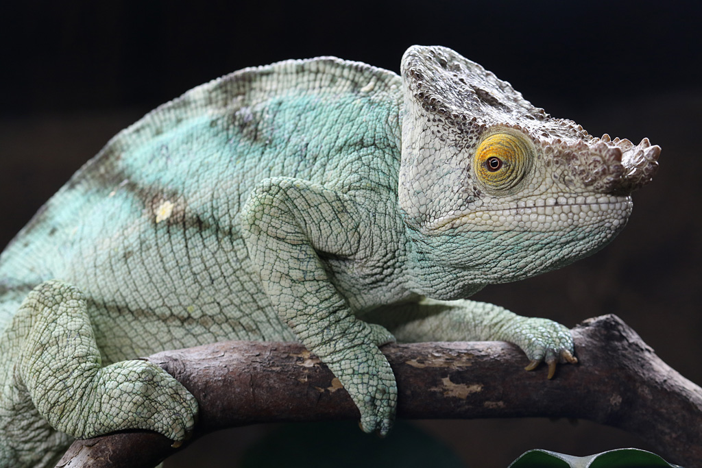 Parson's Chameleon at Chester 25/07/2016