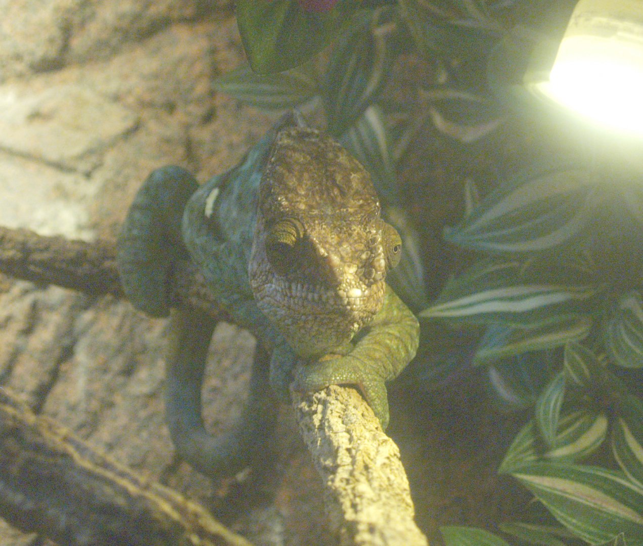 Parson's chameleon (Calumma parsonii), 2014-02-16