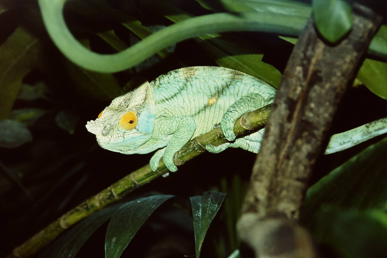 Parson's Chameleon (Calumma parsonii) London Zoo 30th October 2010