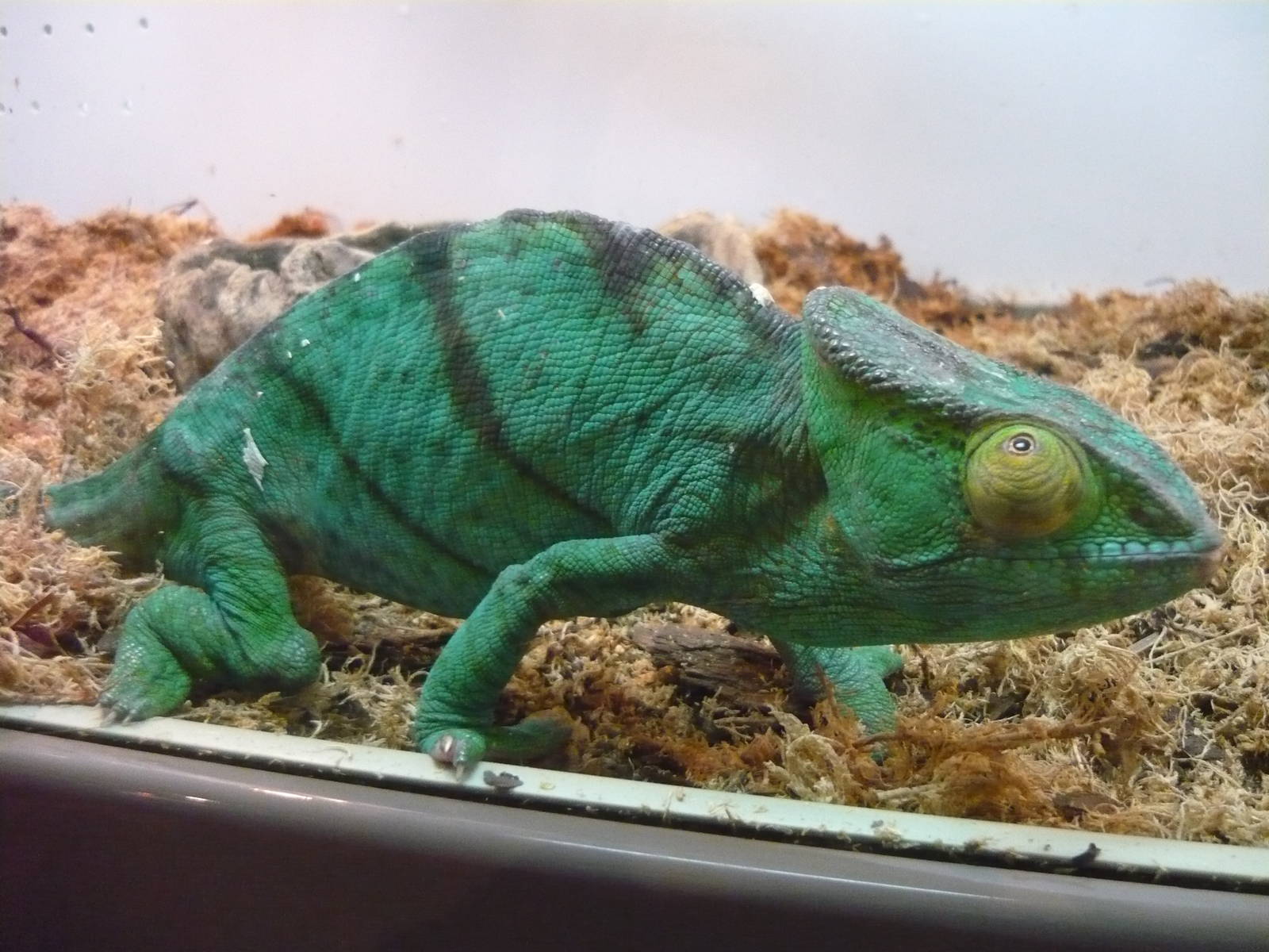 Parson's chameleon (Calumma parsonii)
