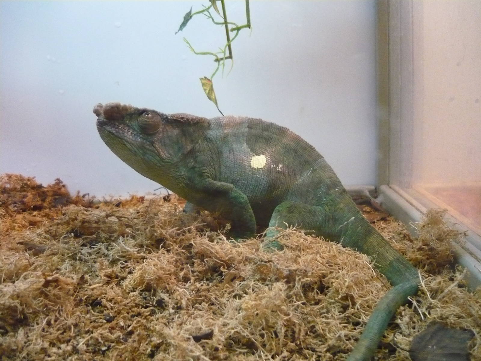 Parson's chameleon (Calumma parsonii)