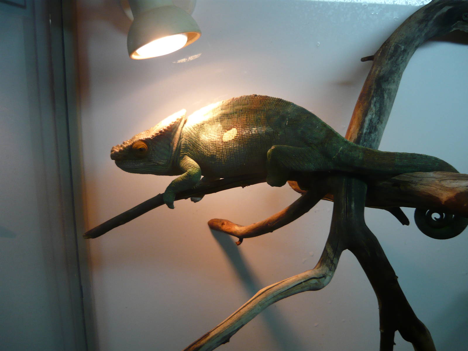 Parson's chameleon (Calumma parsonii)