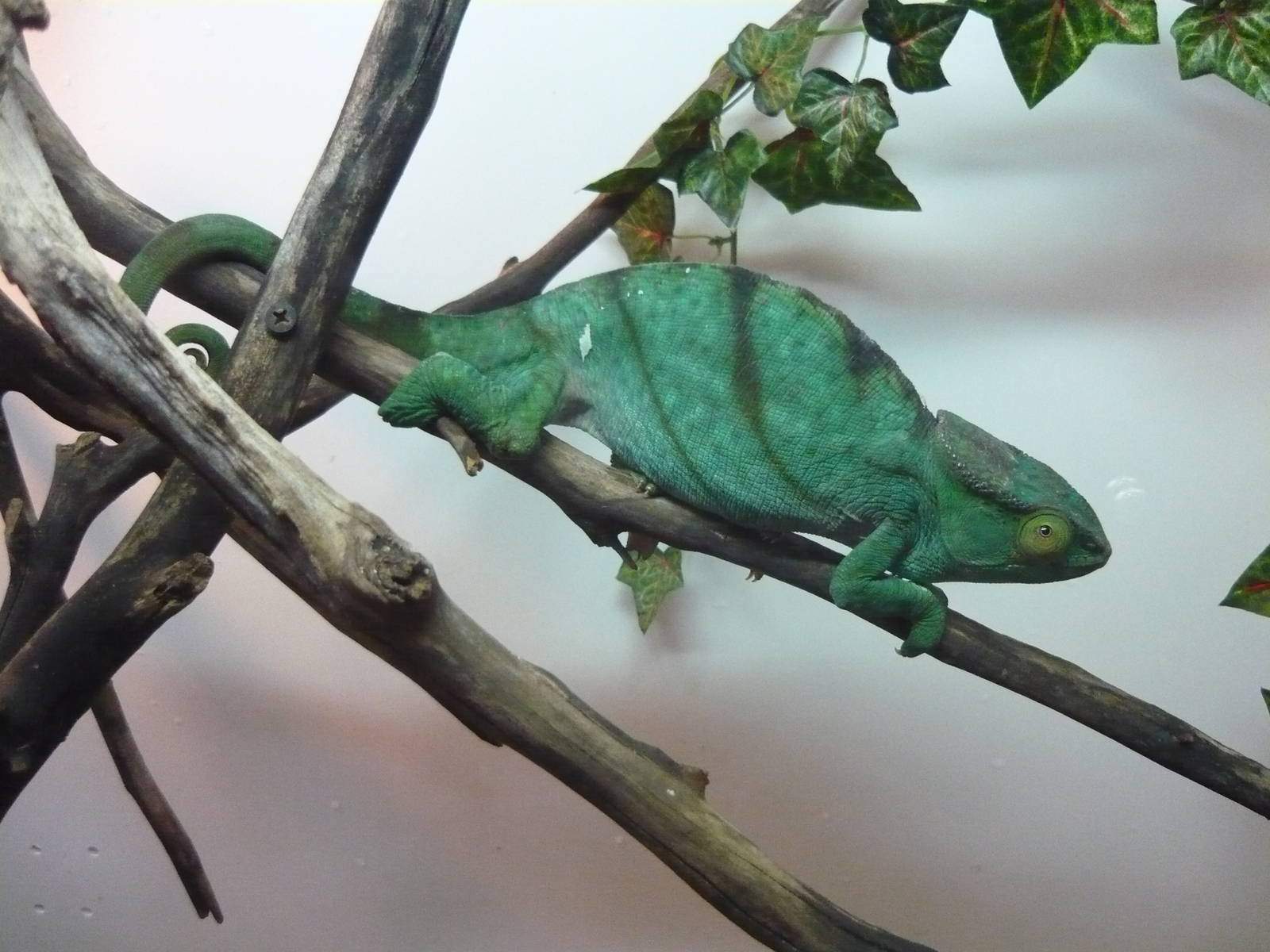 Parson's chameleon (Calumma parsonii)