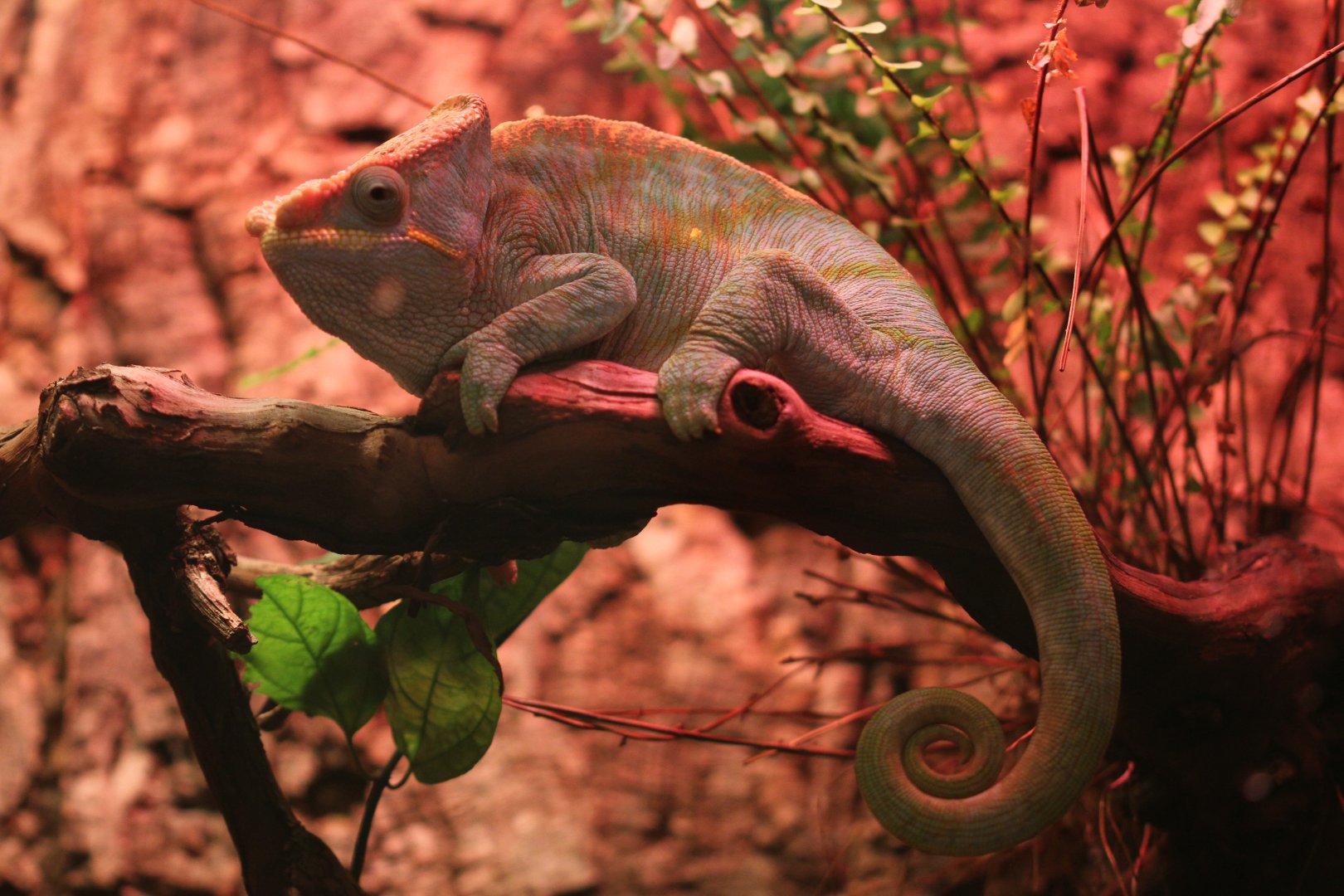 Parson's Chameleon (Calumma parsonii)