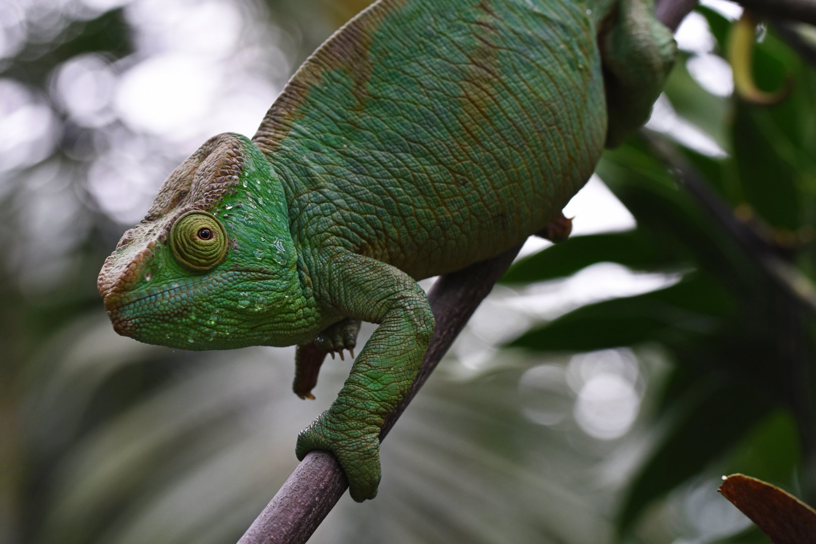 Parson’s chameleon (Calumma parsonii)