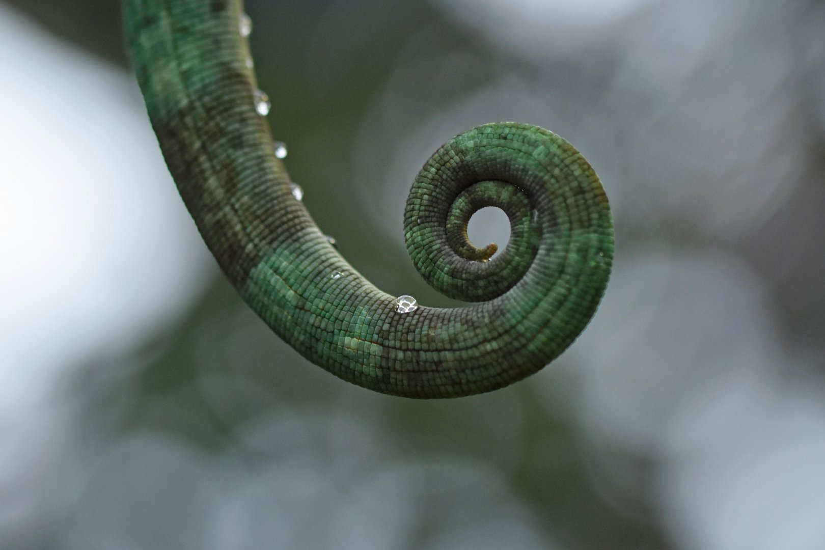 Parson’s chameleon (Calumma parsonii)