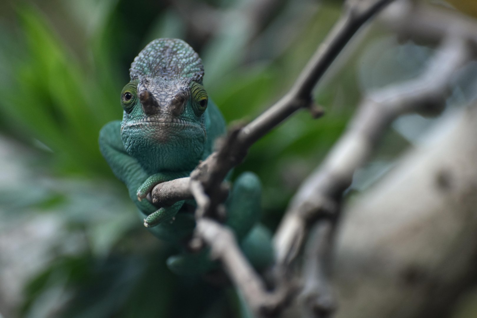 Parson’s chameleon (Calumma parsonii)