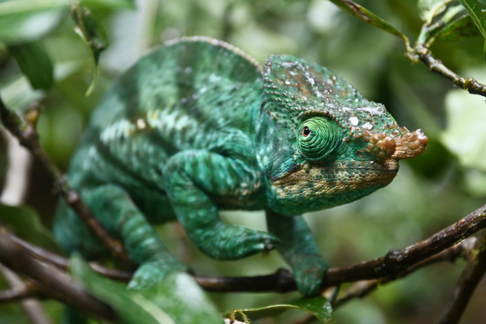 Parson's chameleon (Calumma parsonii)
