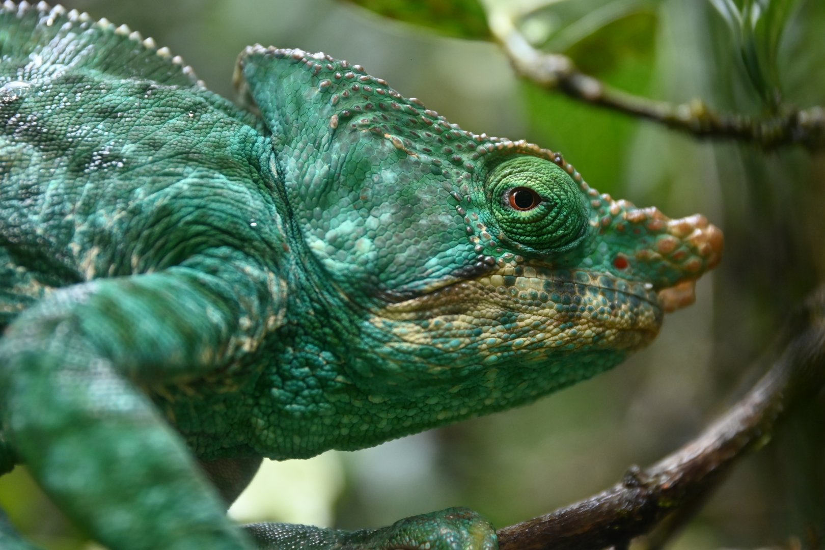 Parson's chameleon (Calumma parsonii)