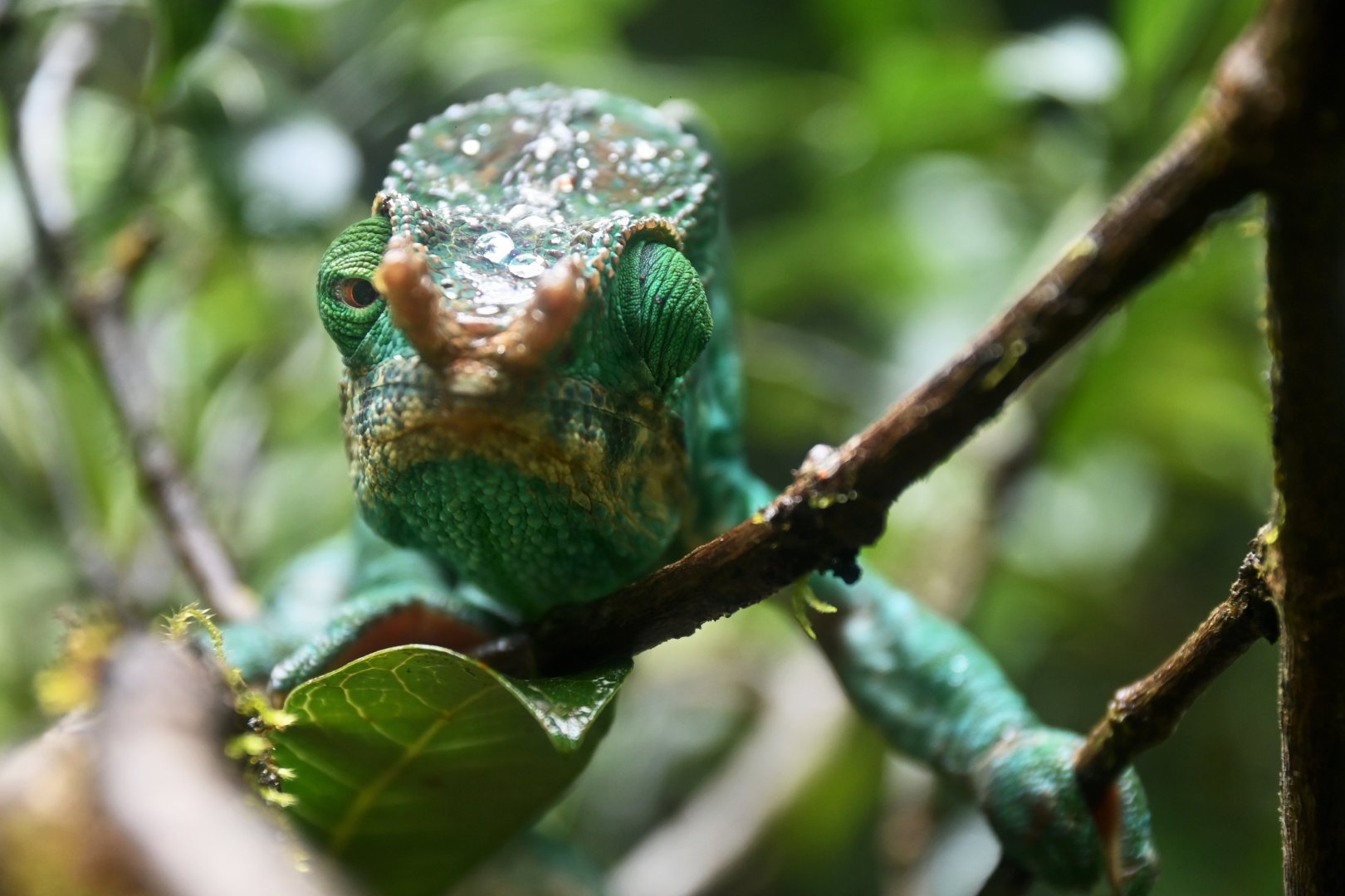 Parson's chameleon (Calumma parsonii)