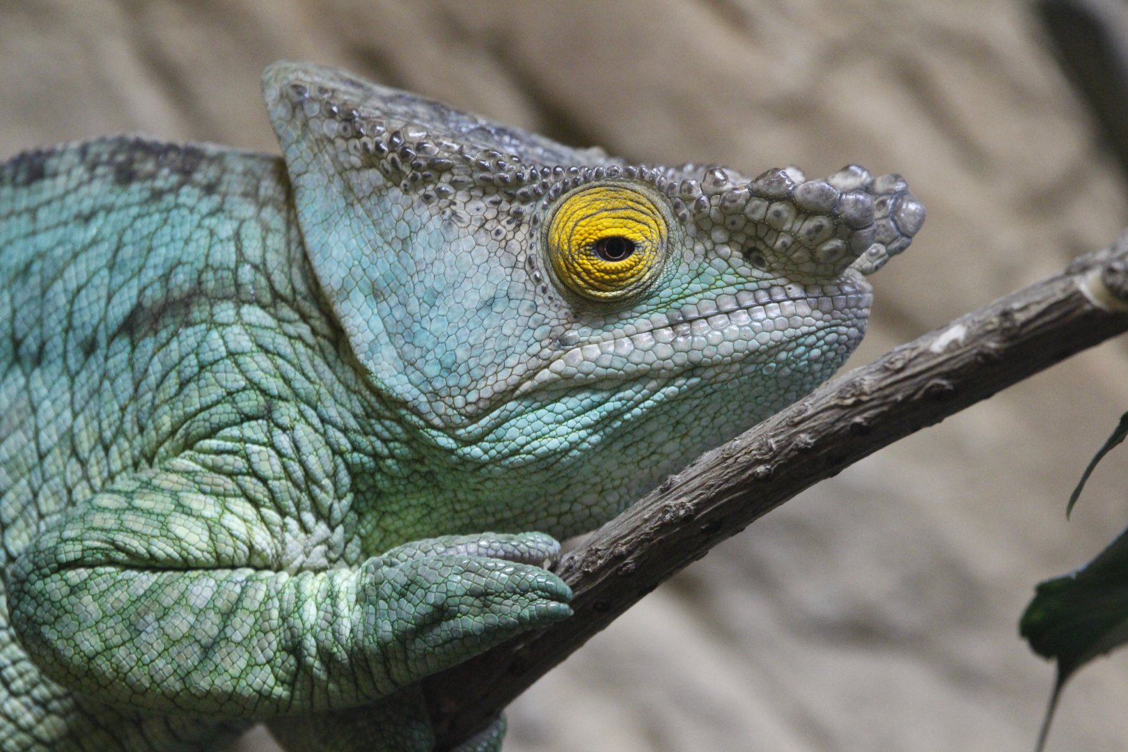 Parson's Chameleon (Calumma parsonii)