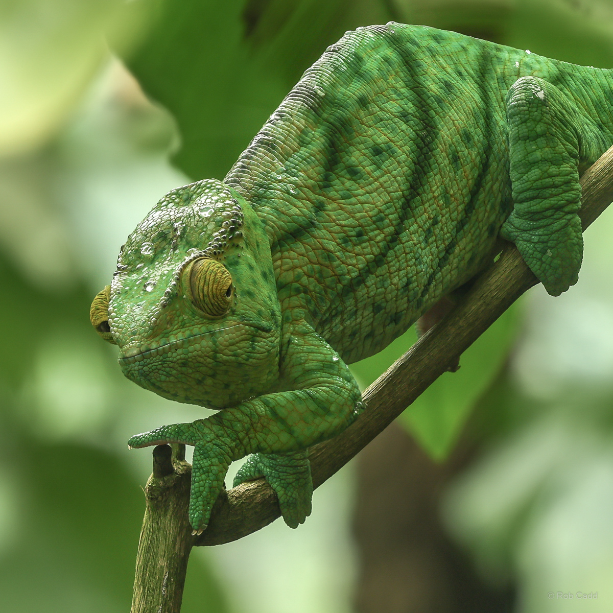 Parson's chameleon : Chester Zoo : 06 Sep 2025