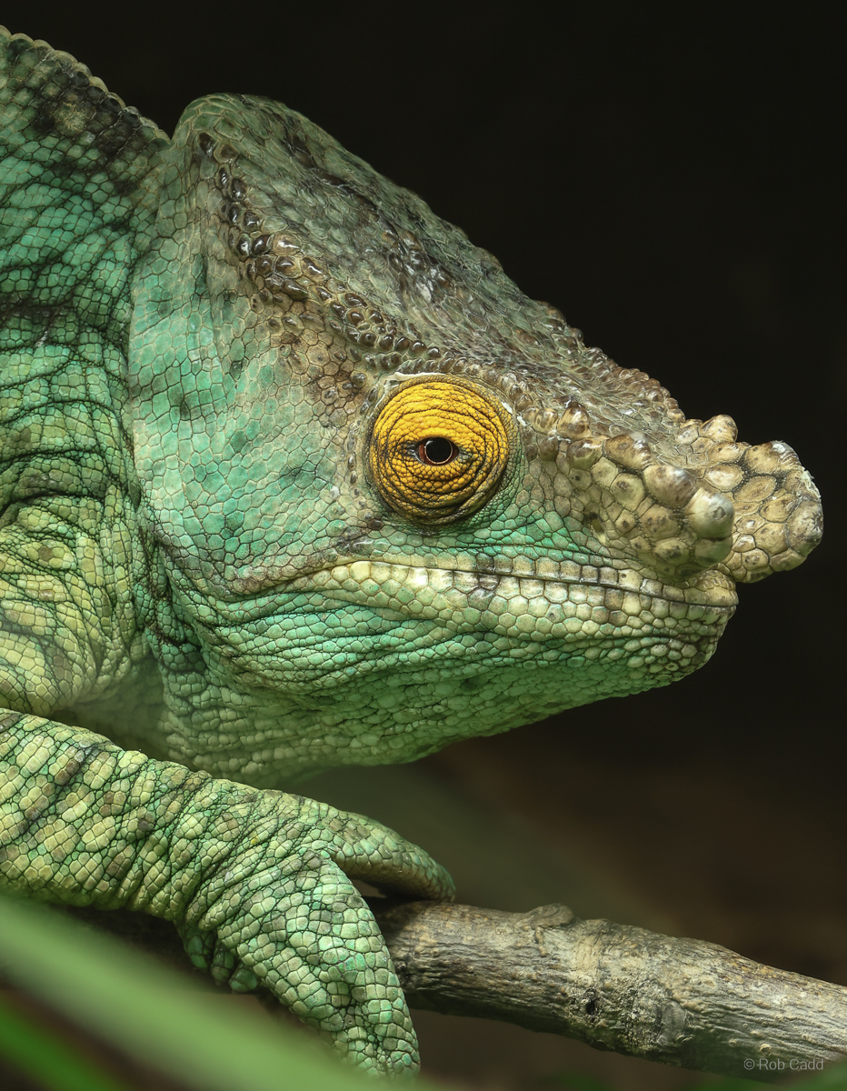 Parson's chameleon : Chester Zoo : 06 Sep 2025