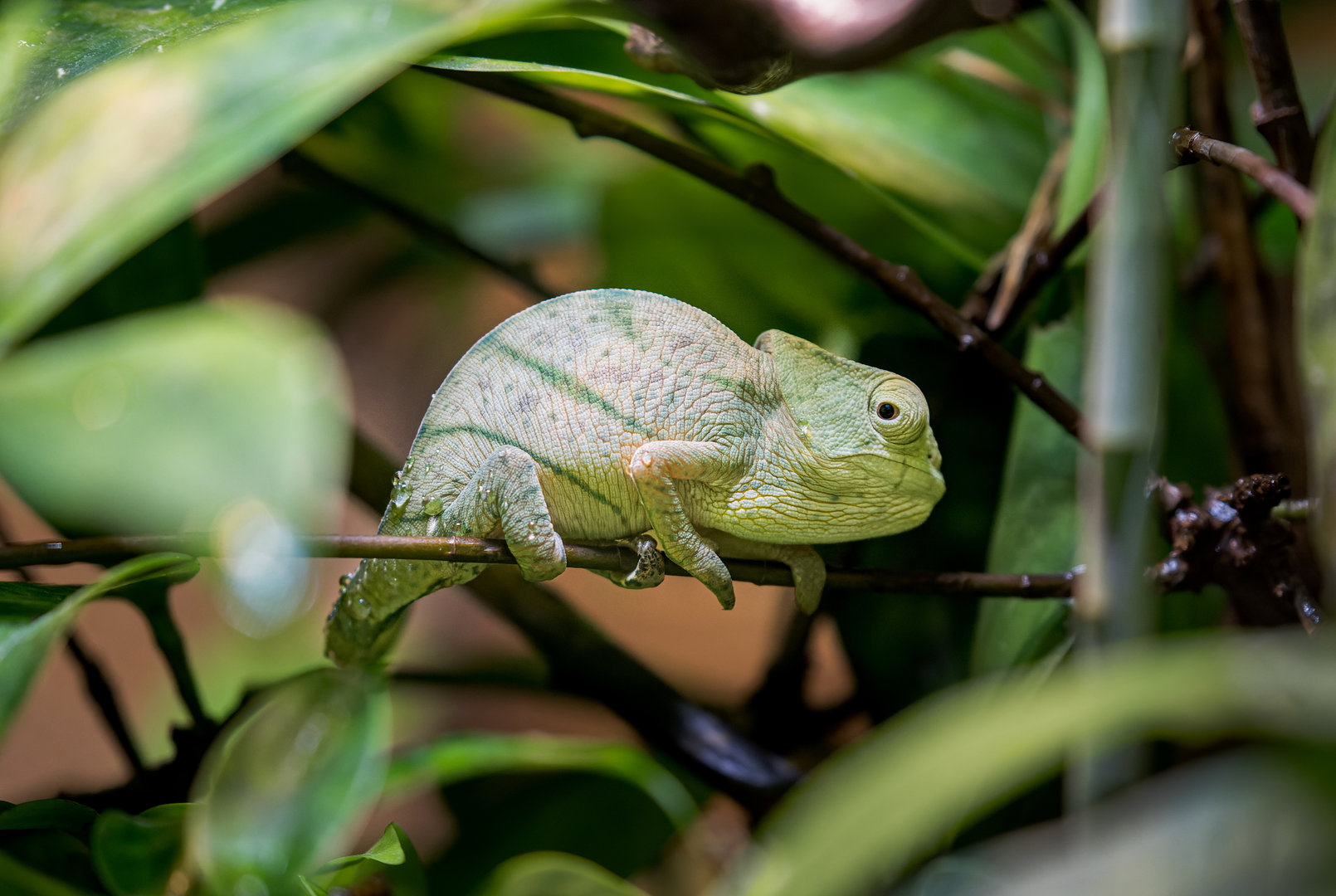 Parson’s Chameleon / Chester Zoo / 2-9-22