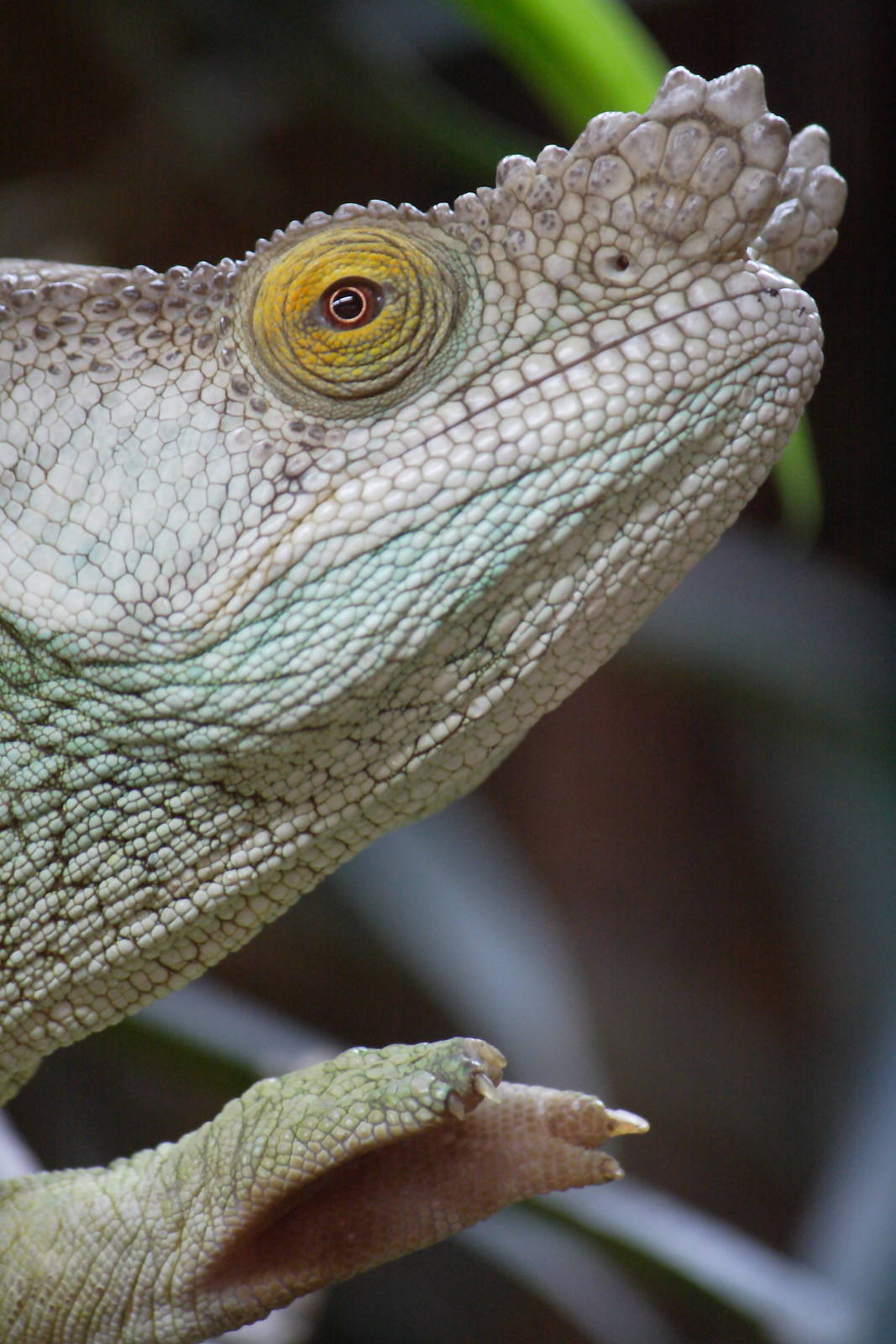 Parson's chameleon - Darth Vader