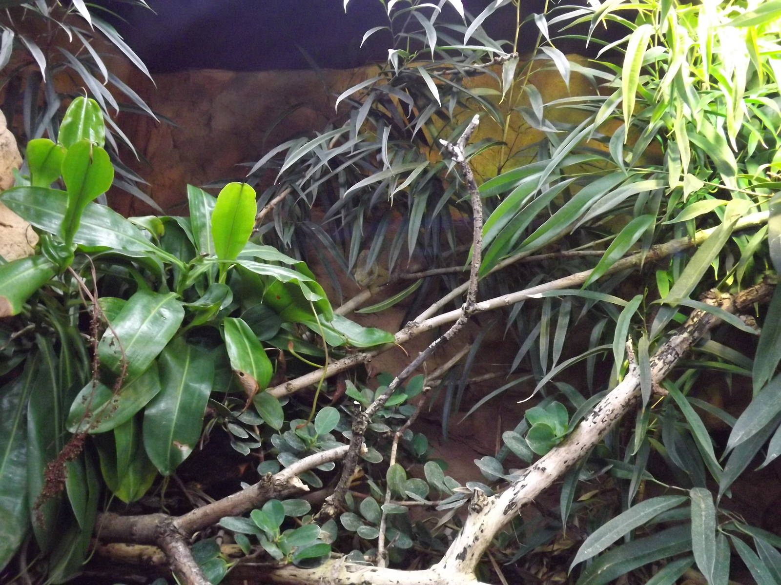 Parson's Chameleon exhibit at Chester Zoo31/03/12