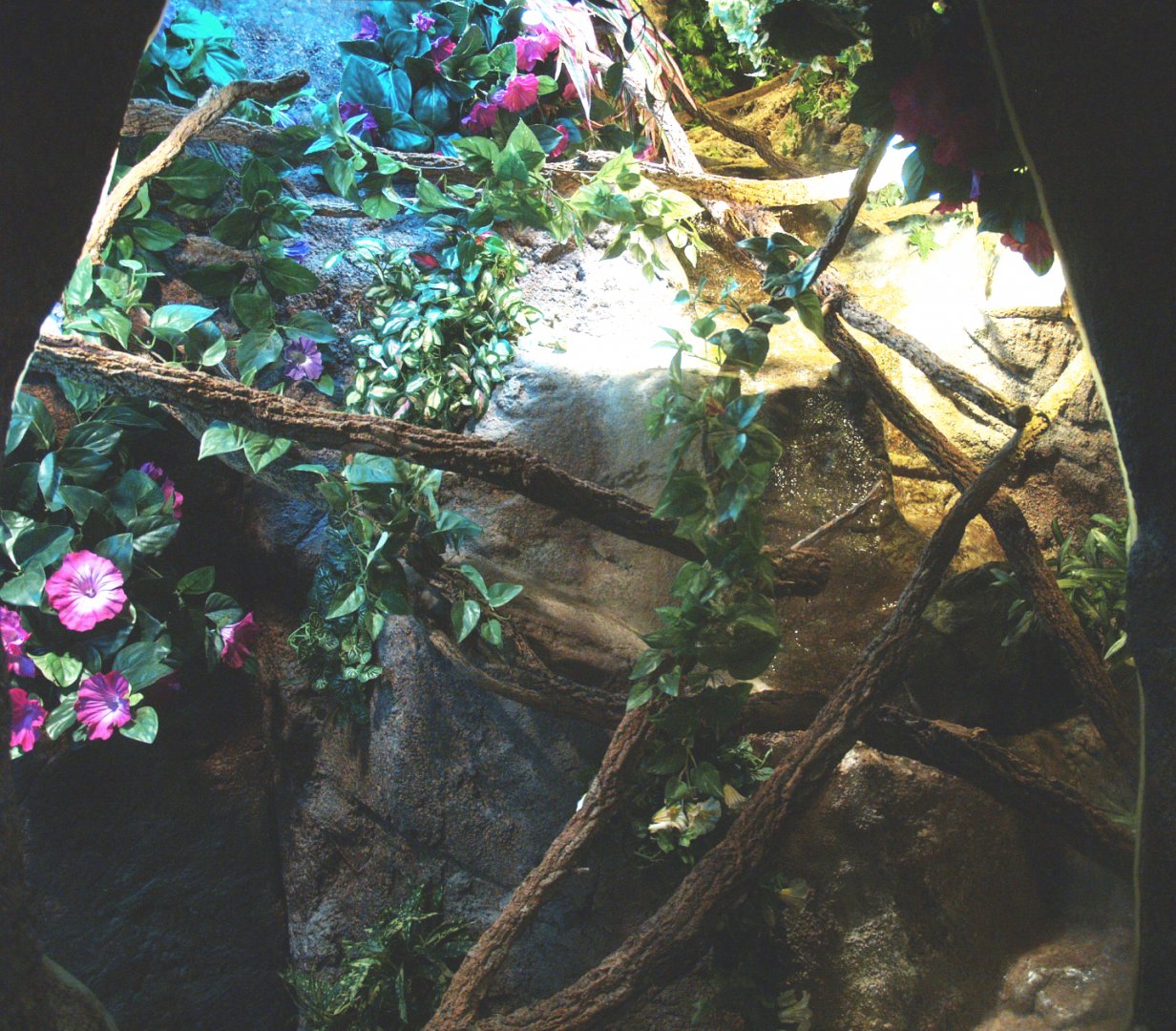 Parson's chameleon terrarium, 2014-02-16