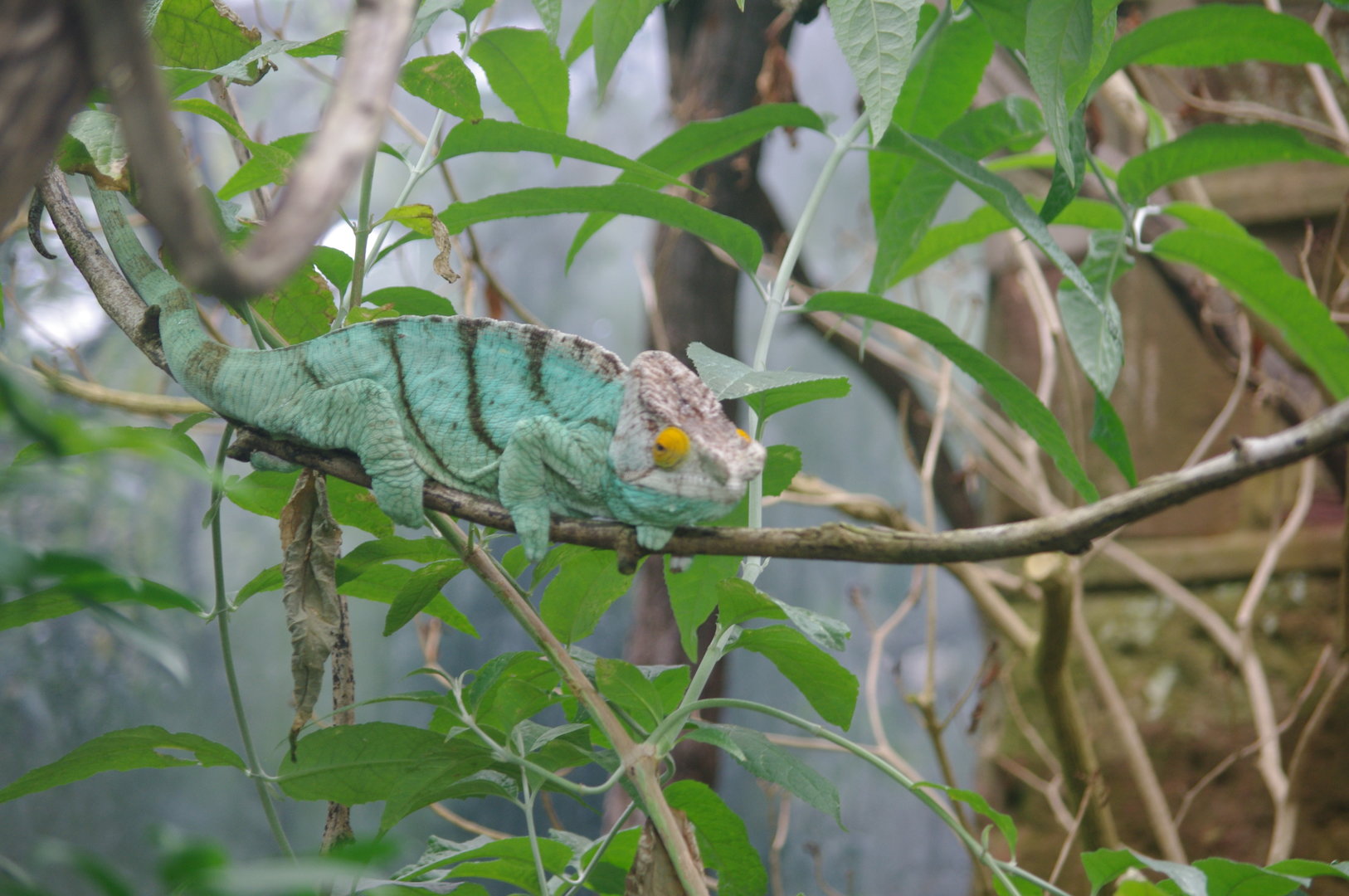 Parson’s Chameleon- Tropical Realm- 5/4/2023