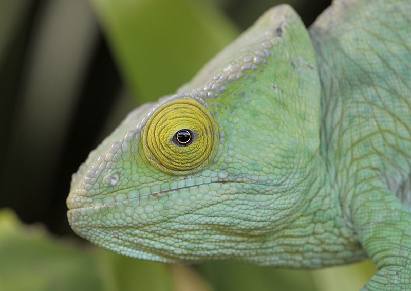 Parsons chameleon