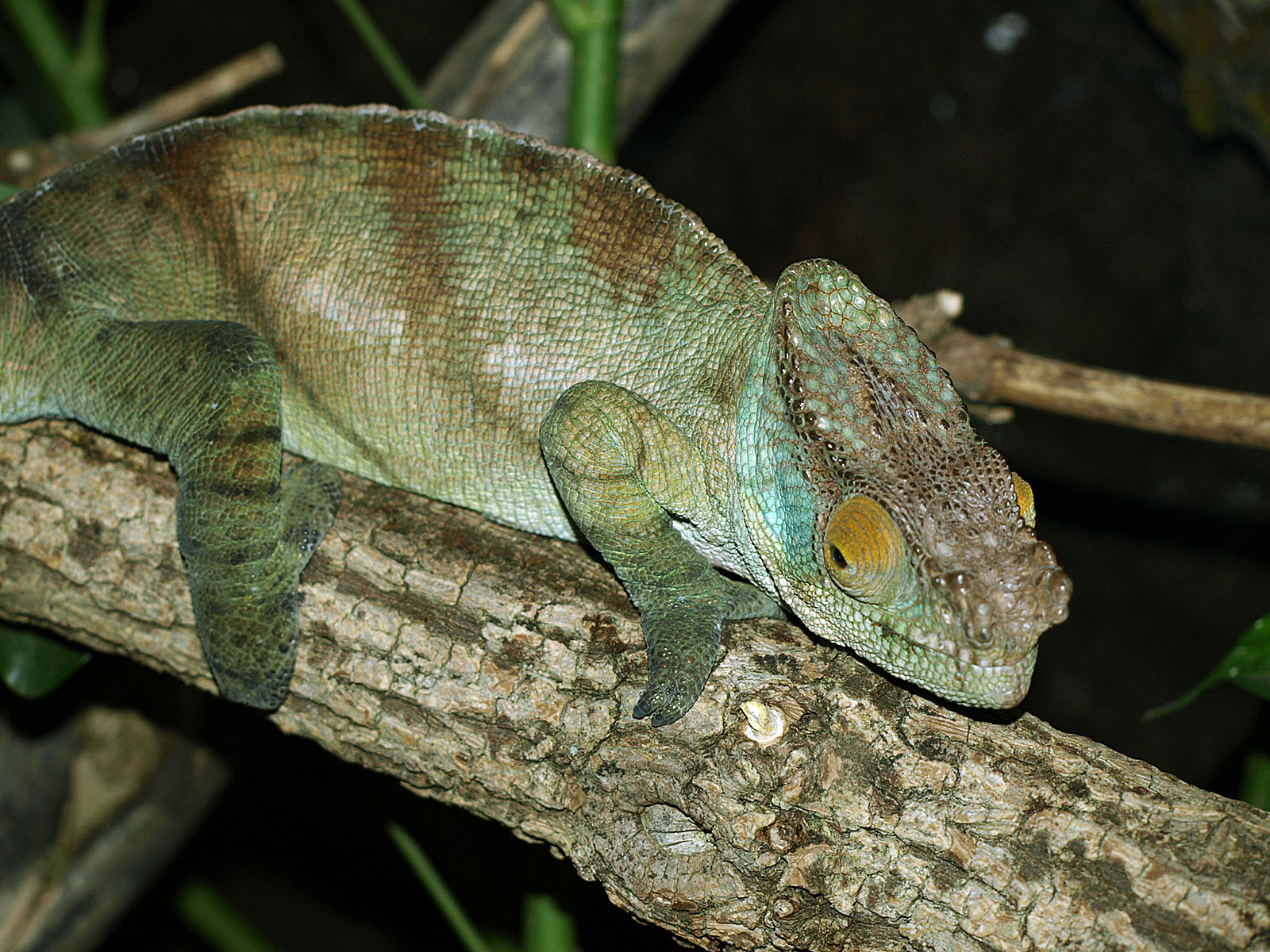 Parson's chameleon