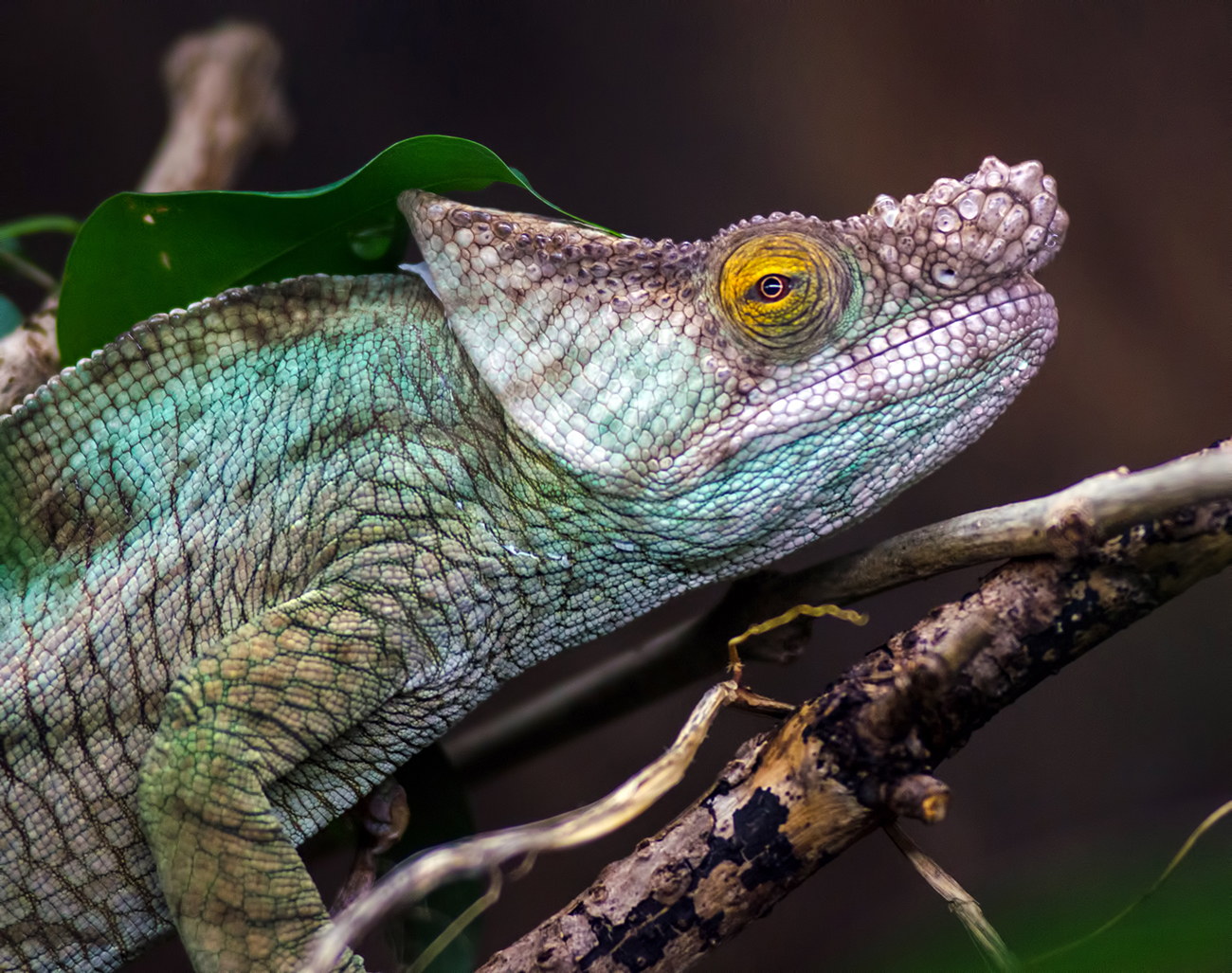 Parson's Chameleon