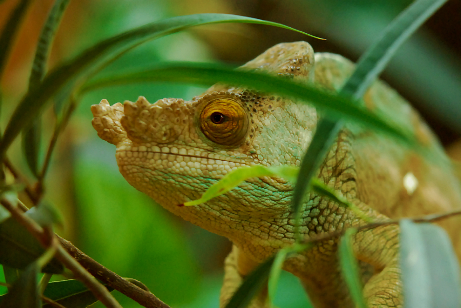 PARSONS CHAMELEON